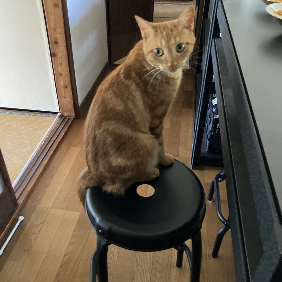 ハレのカバー写真