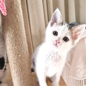 タレ目、抱っこが大好き白キジ子猫　兄妹