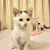 タレ目、抱っこが大好き白キジ子猫　兄妹 サムネイル5