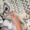 タレ目、抱っこが大好き白キジ子猫　兄妹 サムネイル6
