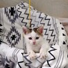 タレ目、抱っこが大好き白キジ子猫　兄妹 サムネイル7