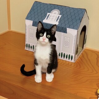 お膝もなでなでも大好き♡たるとくん