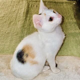 お目目かわいい白ミケ女子