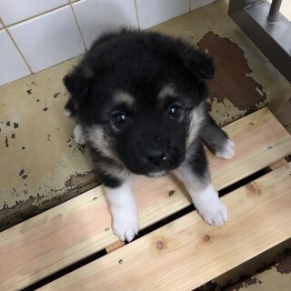 一般譲渡優先期間12月26日迄