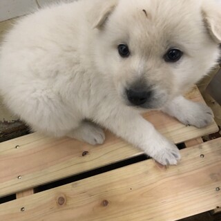 一般譲渡優先期間12月26日迄