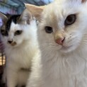 ゴージャス兄弟2匹一緒にお願いします❗️