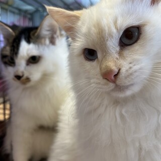 ゴージャス兄弟2匹一緒にお願いします❗️