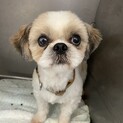 やんちゃボーイのシーズー