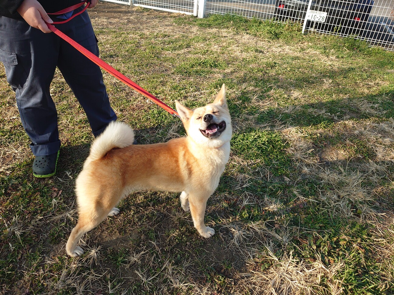 リボーンドール(にこちゃん)里親募集 孤高の強さを持つニコちゃん」群馬県 - 犬の里親募集(479754