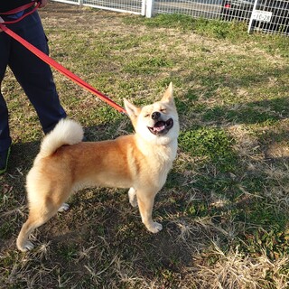 孤高の強さを持つニコちゃん