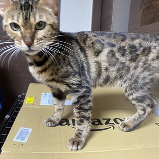 ベンガル　女の子　4歳