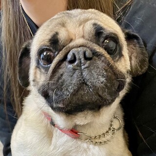 【パグのサンタ】幸せになりました