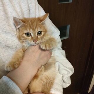 まだまだ赤ちゃん アサリちゃん