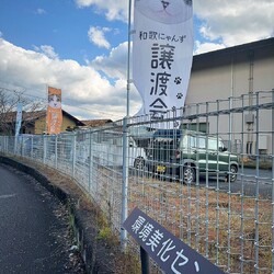和歌にゃんず 猫の譲渡会 サムネイル3