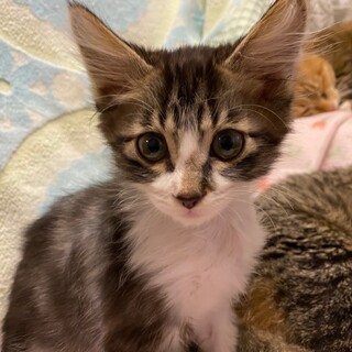 イケメン兄弟☆ふわふわ長毛モコ君