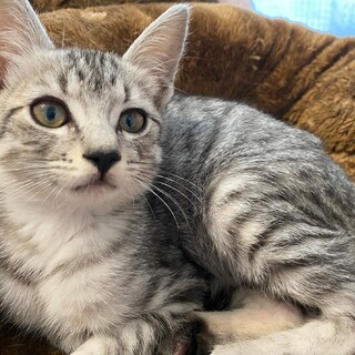 イケメン兄弟☆サバトラ柄　ココ君