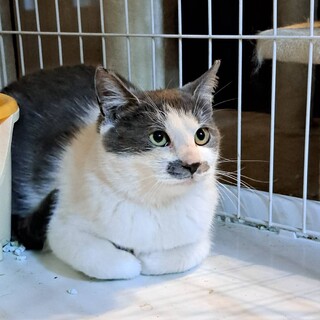 飼育放棄された家猫グレー君４か月。人なれ抜群。