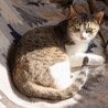 人懐っこいキジ白猫の里親さんを探しています！ サムネイル5