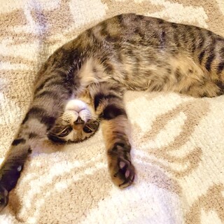 お見合い決定　きのこ兄弟♥キジトラ