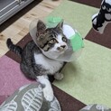 きくちゃん　生後約4ヶ月　特大ゴロゴロに癒やされる