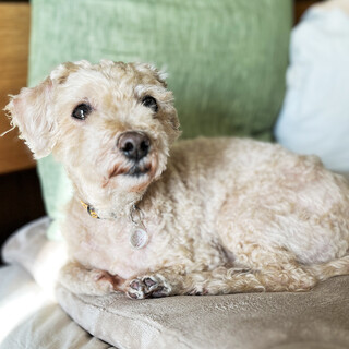 【推定9歳】トイプードルMixのチャムくん（♂）♪