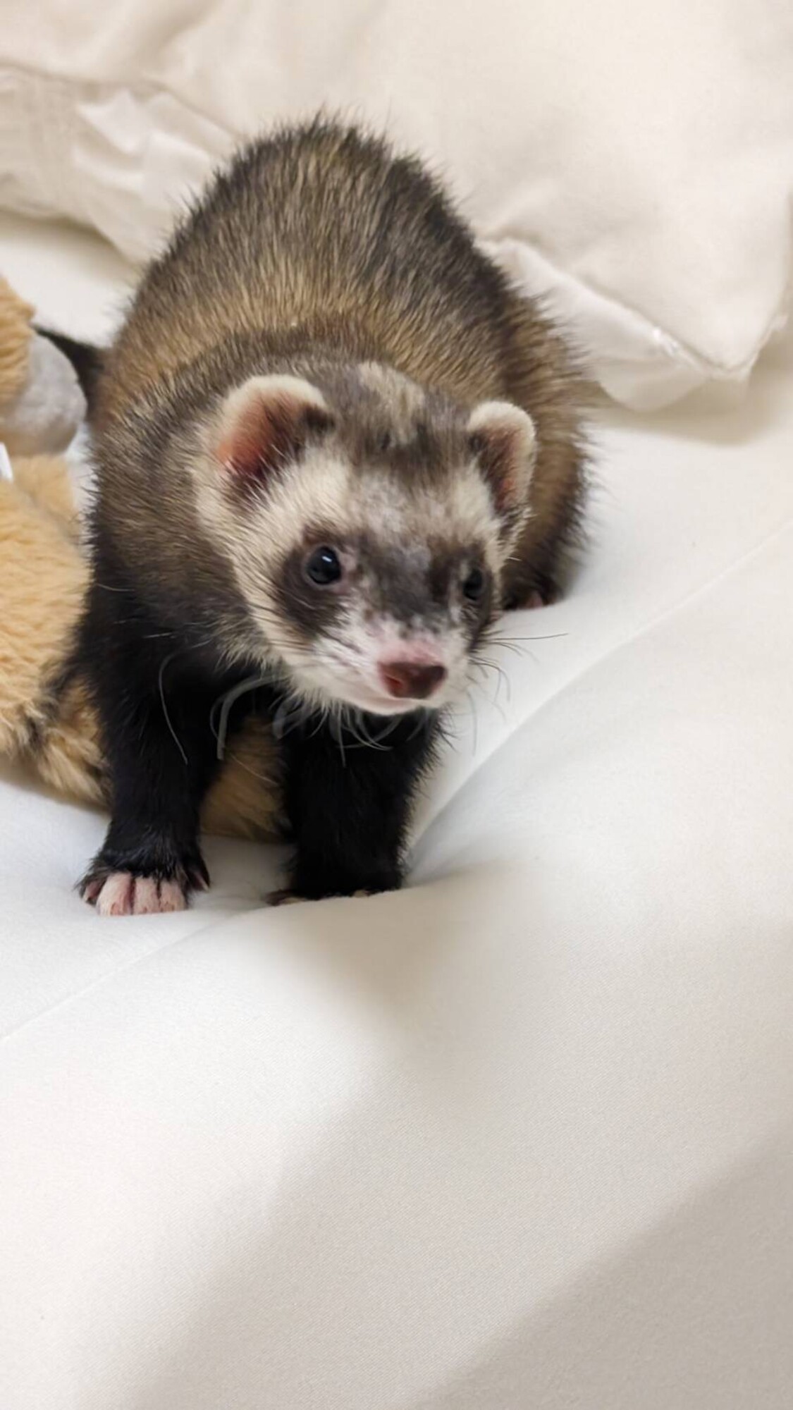 琥珀様ご確認用　だっこして！フェレット 琥珀様ご確認用 だっこして！フェレット 琥珀様ご確認用 だっこし