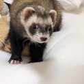 フェレット2匹　里親募集します。