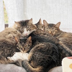 ▼ 猫の譲渡会 ▼ 名古屋市守山区（小幡駅からスグ！）