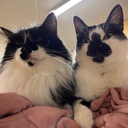 ▼猫の譲渡会▼名古屋市守山区（小幡駅からスグ！）