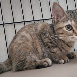 ムギワラのまりかちゃん。スリスリしてくれます！