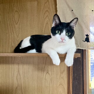 口元のホクロがチャームポイントのハチワレちゃん