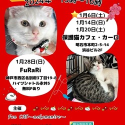 賀正！2024年明石譲渡会☆第140回猫まみれwithカーロ