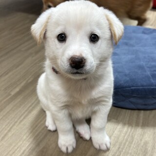 真っ白ボディな女の子 メレ！