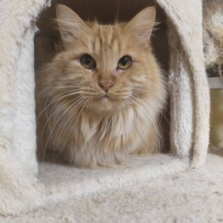 フッサフサゴージャスなお嬢様ささみちゃん♡