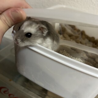 ジャンガリアンハムスター5匹の兄弟