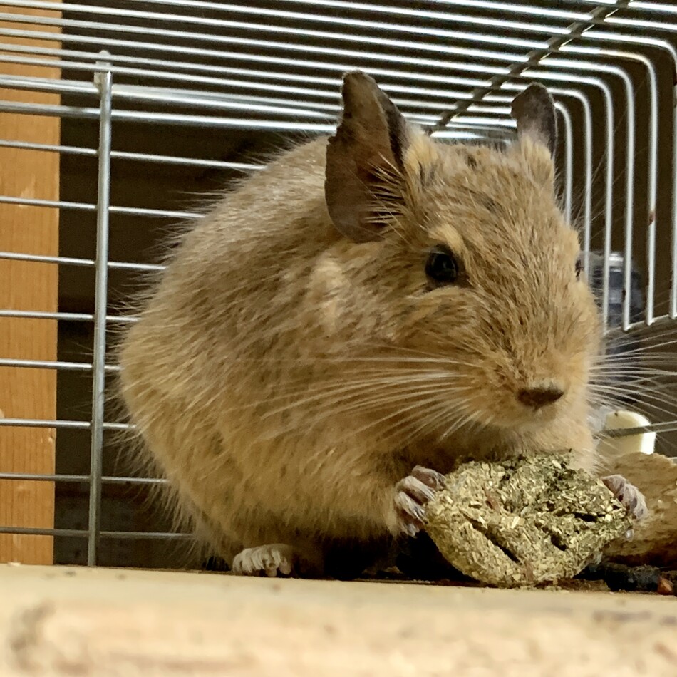 おあげのカバー写真