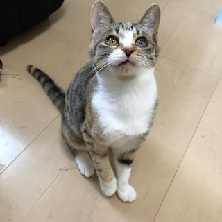 元気いっぱい甘えんぼうの三毛猫仔猫マチュ