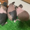 ありがとうございました サムネイル3