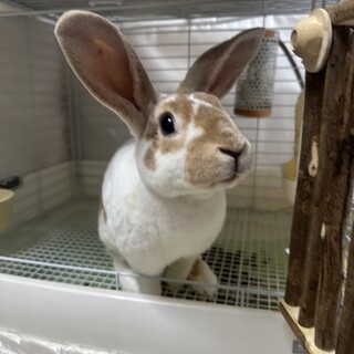 ミニレッキス(オス)※現在募集ストップしています。