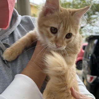 可愛いチビにゃん兄弟、長毛茶トラのガジュマル君！