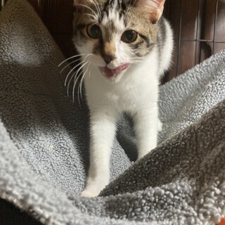 美猫カヌレちゃん