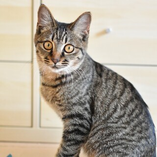 猫初心者向き むーぶくん