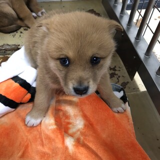 緊急‼️一般譲渡優先期間12月27日朝迄