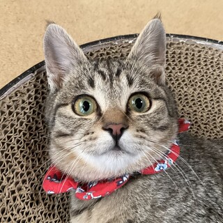 生後4ヶ月、兄妹で幸福（ゆき・ふく）です♡