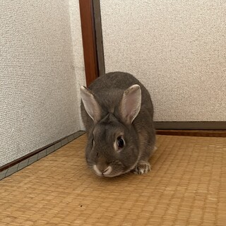 うさぎ 里親募集