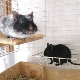 デグー姉妹　ブラック　ブラックパイド