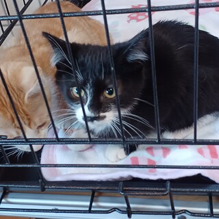 センター引出し、4ヶ月の男子。兄弟一緒に！