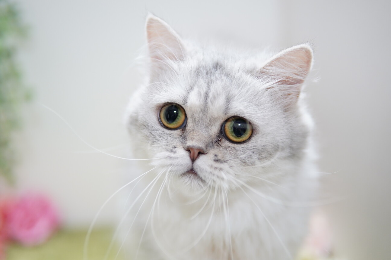 チンチラ✨生後6ヶ月✨(=^・・^=)✨里親様❣宜しくお願い申し上げます 