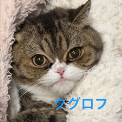 島忠ホームズ草加舎人店保護猫譲渡会