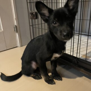 素敵なご縁がありました優しいお目々が可愛い男の子